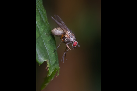 Helina Impuncta