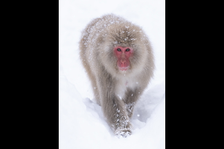 Snow Monkey