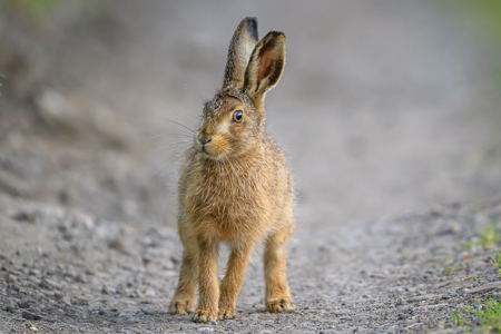 Inquisitive Brown Hare