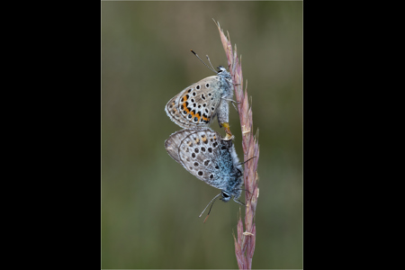 Silver Studded Blues In Cop