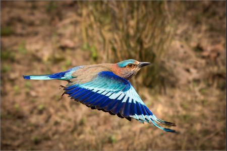 Lilac Breasted Roller In Flight