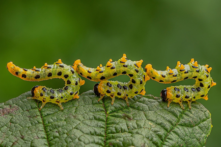 Hazel Sawfly