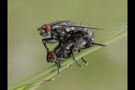 Flies Mating