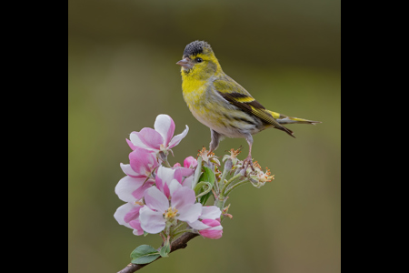 Male Siskin On Apple Blossom