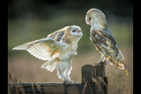 Barn Owl  Confrontation