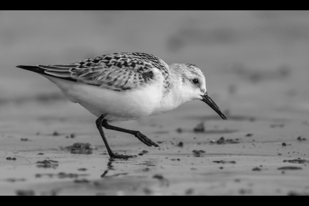 Sanderling Beachcombing