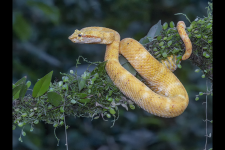 Eyelash Pit Viper