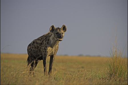 Laughing Hyaena