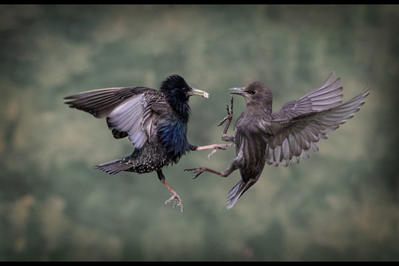 Starlings