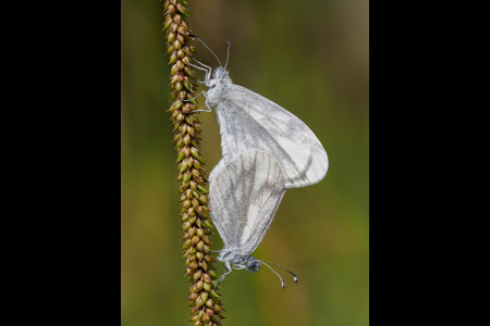 Wood Whites On Pendulus Sedge