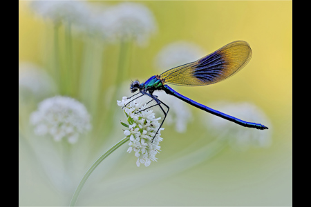 Banded Demoiselle On Cow Parsley.