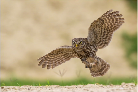 Little Owl About To Land