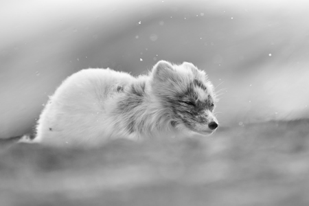 Arctic Fox In Light Snow