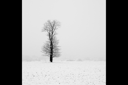 Lone Tree