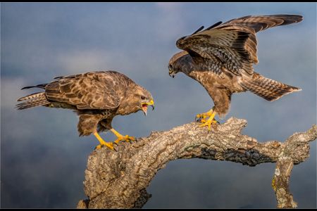 Buzzard Confrontation