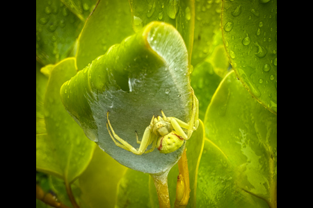 Crab Spider Nest Guarding In The Rain