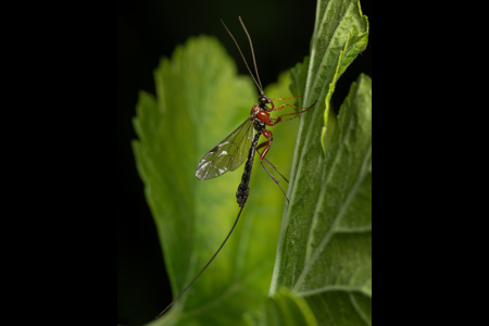 Perithous Scurra Wasp