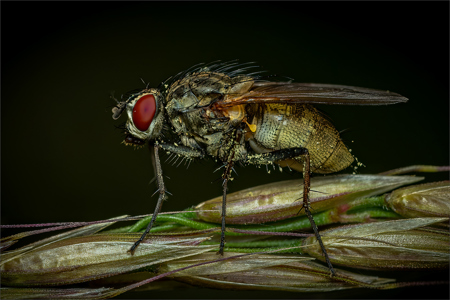 Fly With Pollen