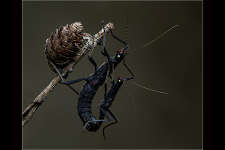 Black Beauty Stick Insect  Mating.