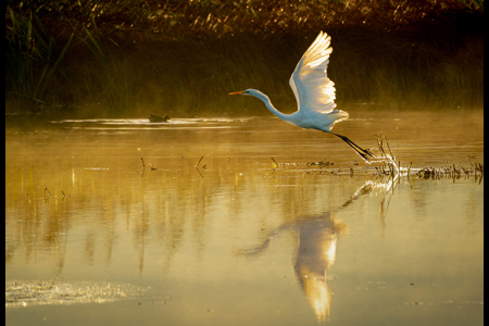 The Dawn Flight