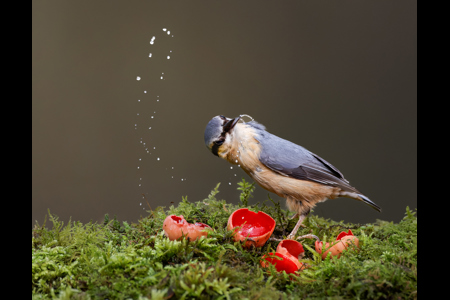 Nuthatch Drinks From Scarlet Elf Cup