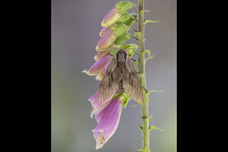 Pine Hawkmoth On Foxglove