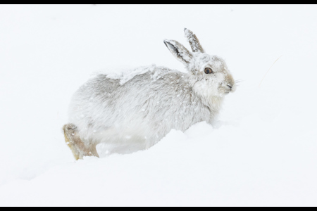 Mountain Hare On The Run