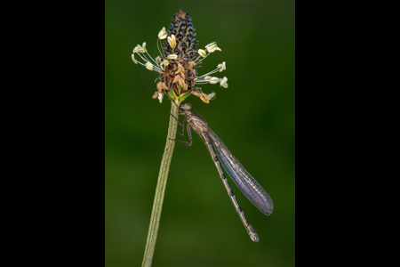 Damselfly On Ribwort Plantain