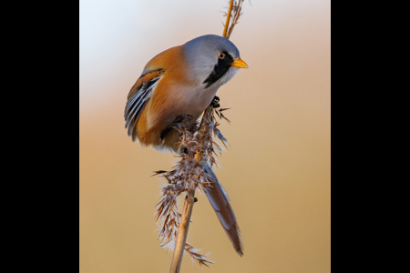 Bearded Reedling