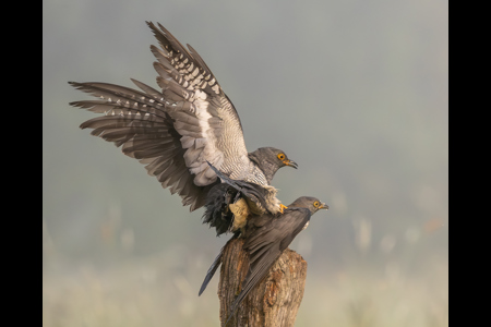 Cuckoos Mating