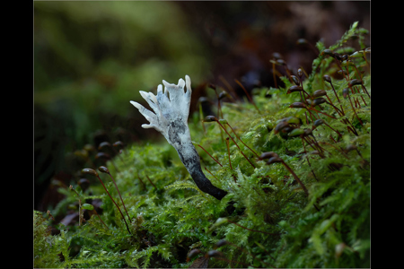 Stag's Horn