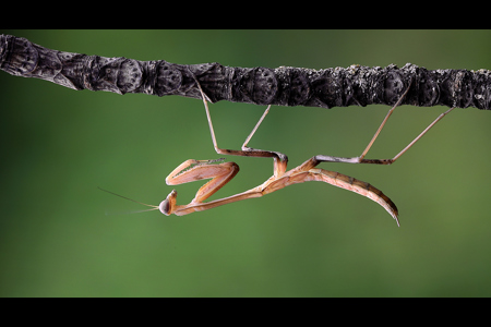 Giant Asian Mantis