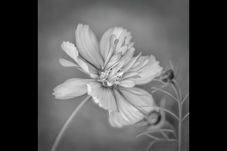 Cosmos With Two Buds