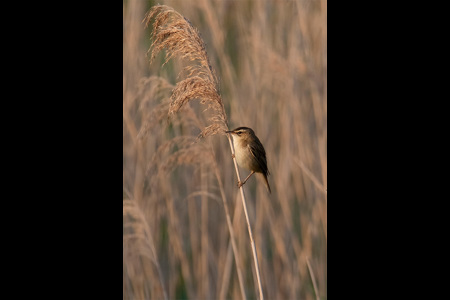 Sedge Warbler On Reed