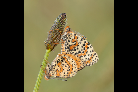 Dew Covered Spotted Fritillaries Pairing