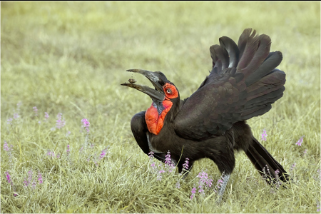 Ground Hornbill Feeding