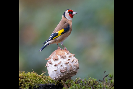 Goldfinch On Shaggy Parasol Mushroom