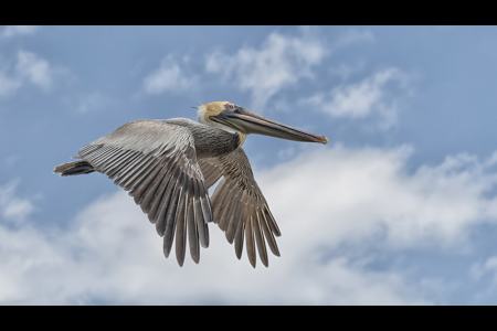 Brown Pelican In Flight