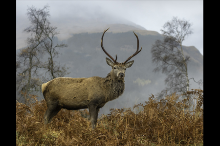 Red Deer, Glen Etive