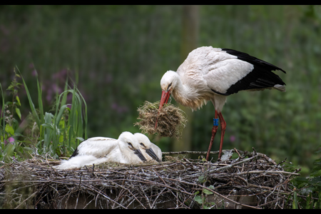 Stork Rebuilding The Nest