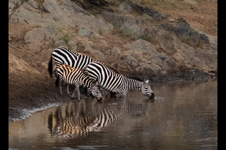 Welcome Refreshment Mara River