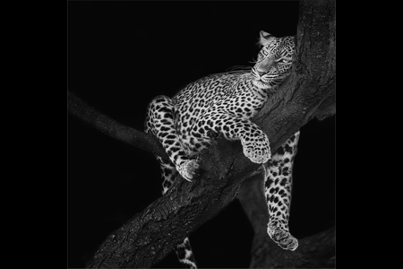 Relaxed Leopard