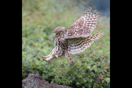 Litle Owl Landing