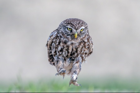 Leaping Little Owl