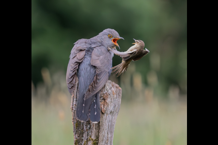 Cuckoo And Sedge Warbler