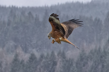 Eating On The Wing