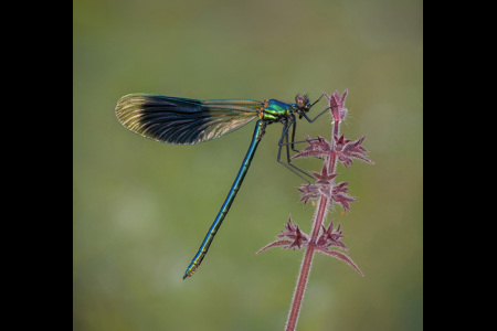 Banded Demoiselle