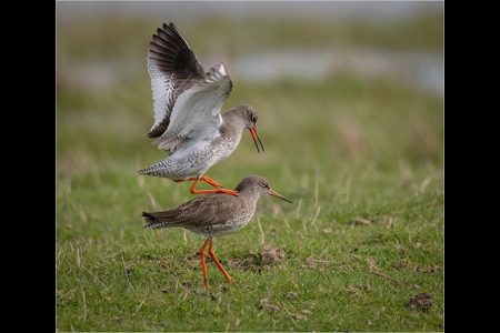 Redshank Courtship