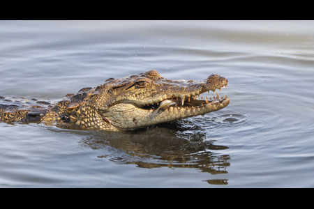 Crocodile With Catch Africa