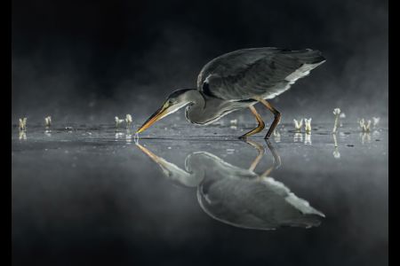 Grey Heron Fishing At Night